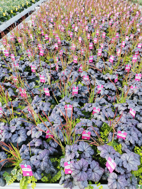 PW Inverno Magico Pink (5)